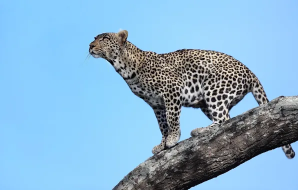Картинка взгляд, дерево, хищник, леопард, Африка, Танзания