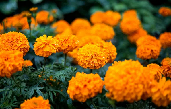 Цветы, оранжевые, бутоны, цветение