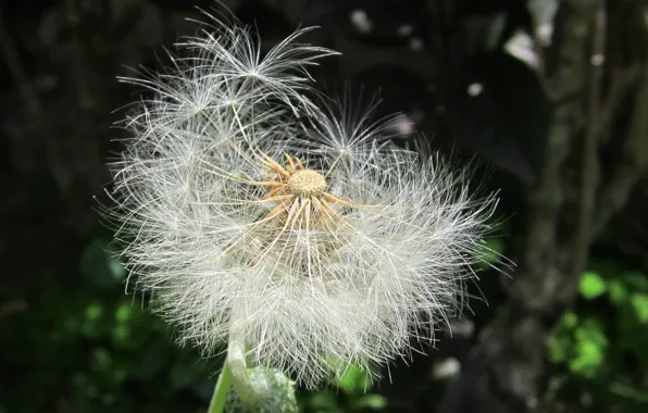 Nature, garden, plants, dandelion seed
