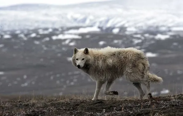 Картинка nature, face, animal, wolf, wildlife, head, fur, mammal