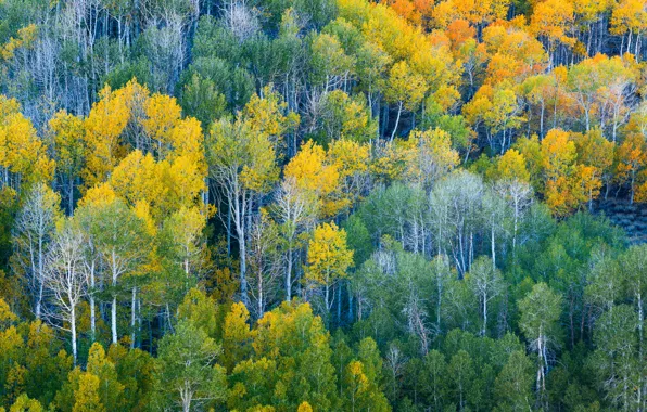 Картинка осень, лес, деревья, склон