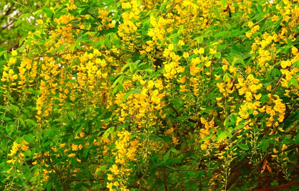 Весна, Spring, Цветение, Желтые цветы, Flowering, Yellow flowers