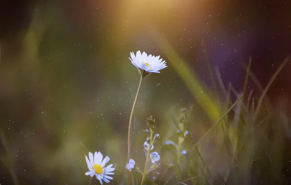 Макро, Цветы, Природа, Цветок, Ромашка, Флора, Chamomile, by Pixabay
