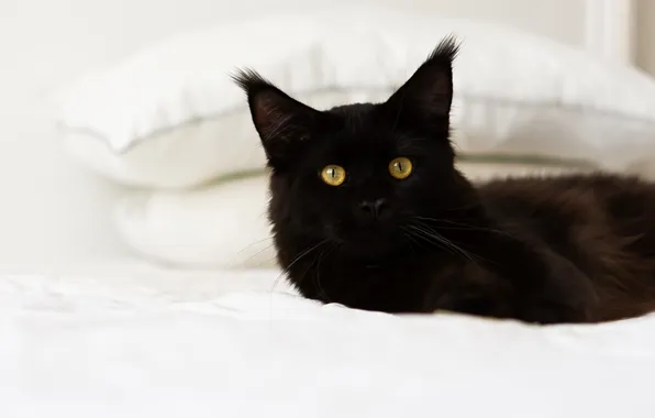 Кошка, взгляд, поза, котенок, подушки, мордашка