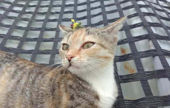 Котёнок, кошечка, Meduzanol ©