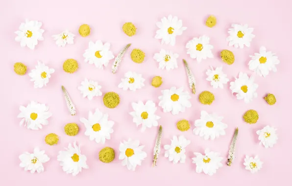 Цветы, фон, розовый, pink, flowers, Yellow, chrysanthemum