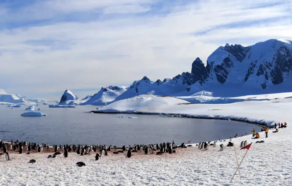 Люди, пингвины, Antarctica