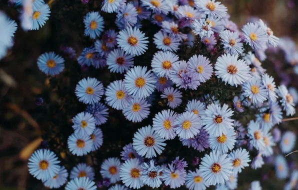 Картинка цветы, темный фон, сад, кусты, много, сиреневые, осенние, астры