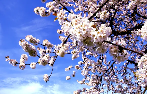 Картинка макро, цветы, природа, вишня, дерево, ветка, весна, сакура