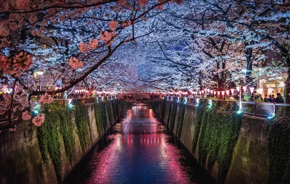 Картинка свет, цветы, ночь, город, огни, люди, весна, Япония