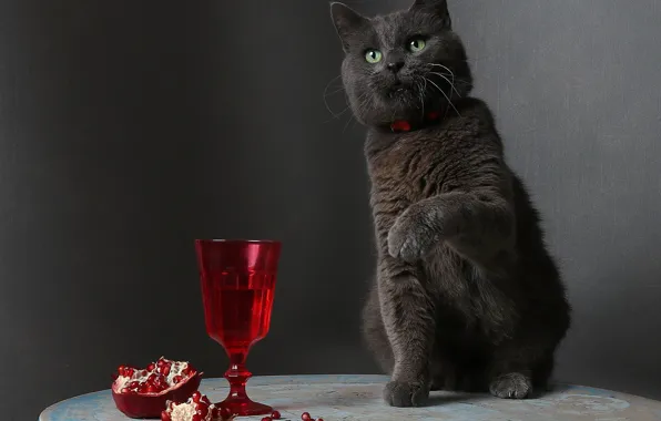 Кошка, кот, взгляд, поза, стол, серый, вино, бокал