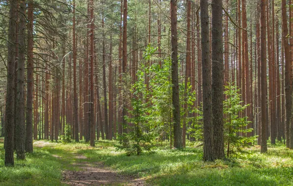 Картинка лес, деревья, пейзаж, природа, ель