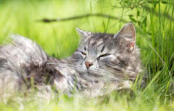 Лето, трава, кот, серый, отдых