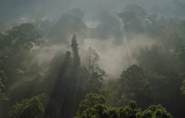 Картинка лес, амазонка, ббс, южная Америка, прирОда