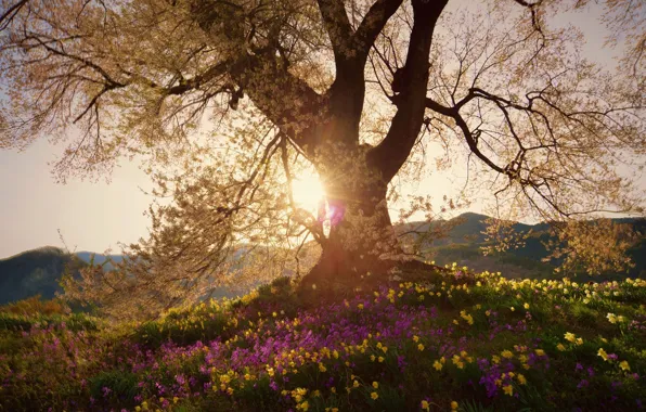 Картинка солнце, свет, цветы, природа, дерево, цвет, Весна