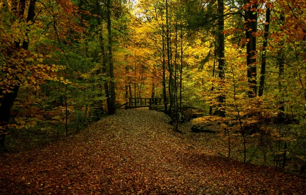 Осень, лес, листва, тропа, colors, дорожка, forest, мостик