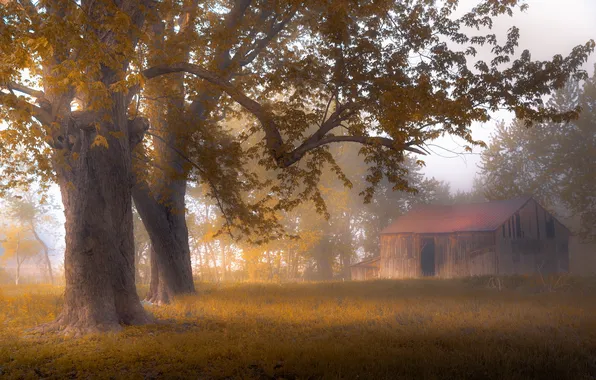 Картинка деревья, туман, дом