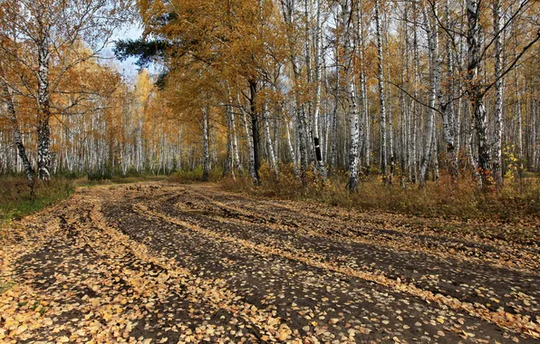 Дорога, осень, лес, деревья