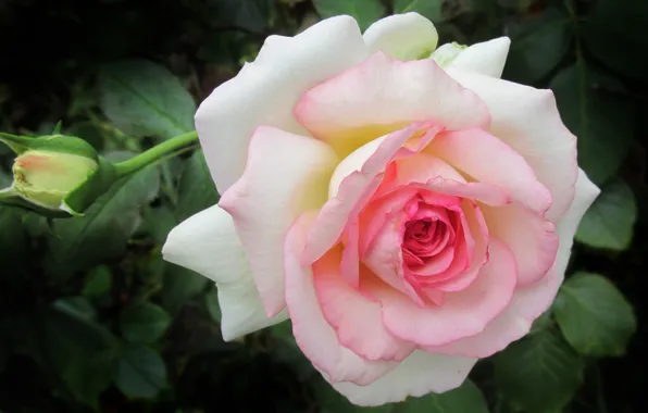 Картинка роза, лепестки, бутоны, flower, pink, roses
