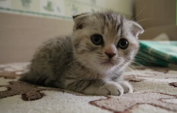 Взгляд, макро, лежит, котёнок, шотладская вислоухая, моё фото, scottish fold