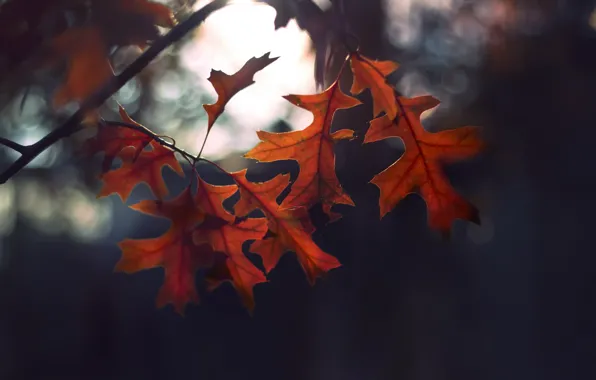 Листья, природа, фон