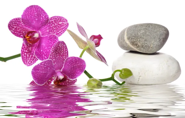 Вода, цветы, орхидея, спа камни