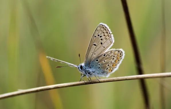 Butterfly, macro, graas, Ryszard Kosmala