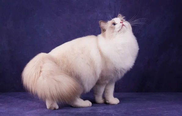 Кошка, кот, взгляд, морда, поза, темный фон, белая, стоит