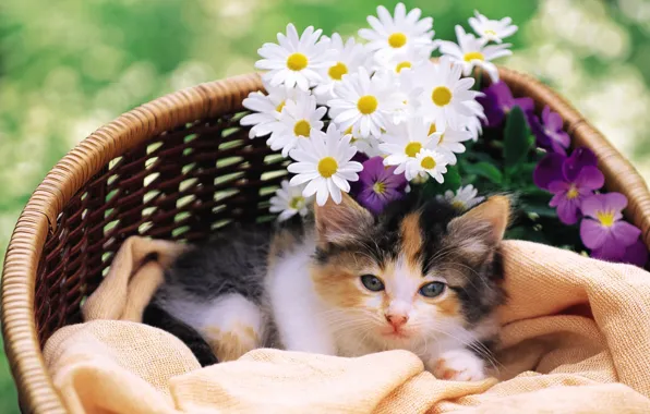 Картинка кошка, кот, цветы, котенок, киска, cat, котэ