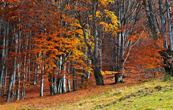 Картинка осень, лес, трава, деревья, склон