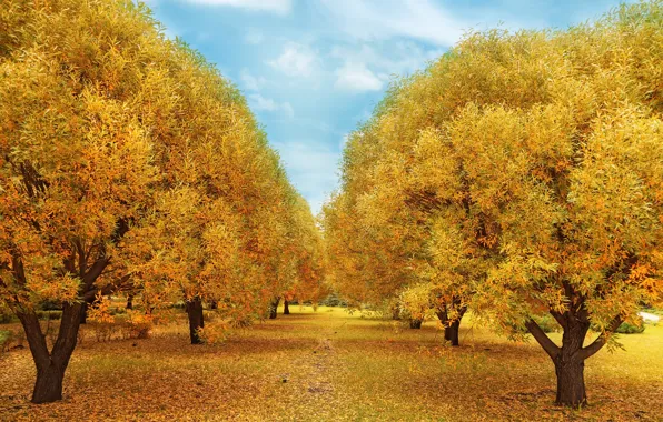 Осень, лес, листья, деревья, парк, forest, nature, yellow