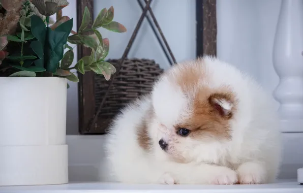 Пушистый, щенок, профиль, шпиц