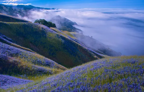 Облака, пейзаж, цветы, горы, природа, холмы, Калифорния, США