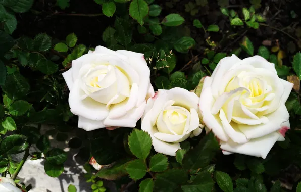 Розы, Roses, White roses, Белые розы