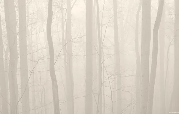 Картинка лес, деревья, природа, туман, фото