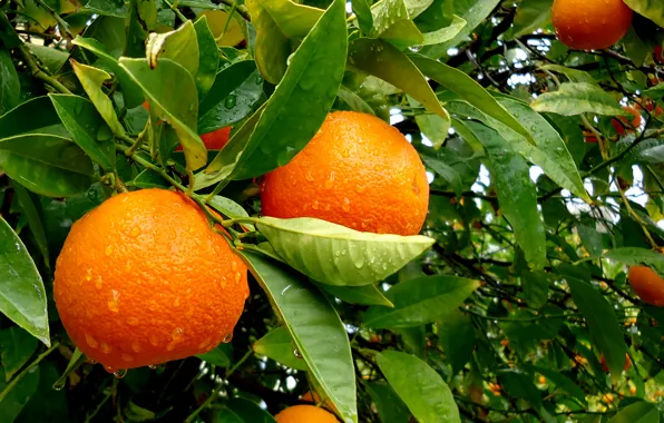 Картинка листья, вода, капли, дождь, дерево, апельсин, фрукт