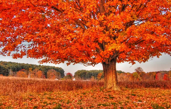 Осень, природа, дерево