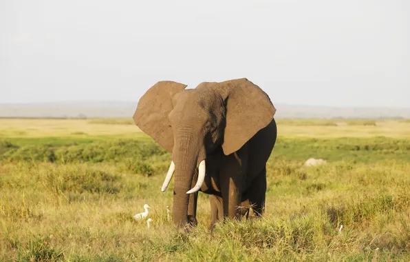 Картинка park, national, savanna, elephant, walking, amboseli