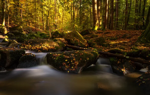 Картинка осень, лес, ручей, камни, мох, Германия