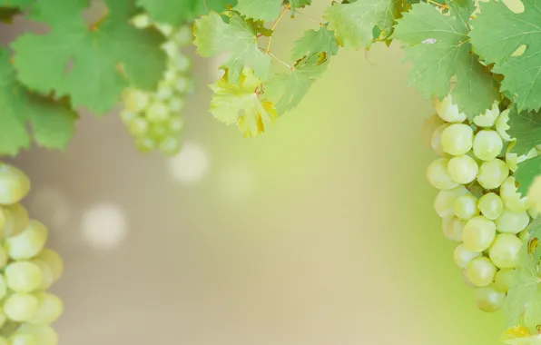 Виноград, гроздь, Grape