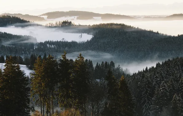 Картинка зима, лес, природа, туман