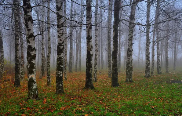 Картинка осень, листья, туман, березы, роща