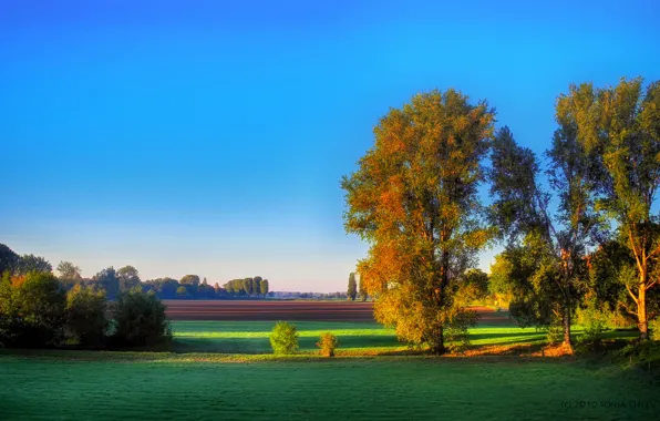 Картинка осень, деревья, поля, утро