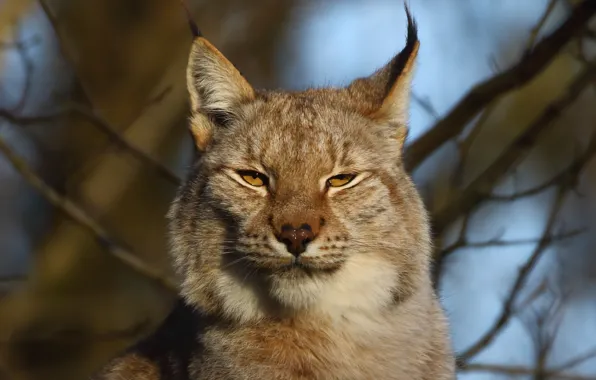 Картинка морда, ветки, портрет, рысь