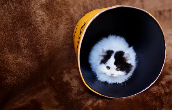 Картинка кошка, стакан, котенок, фон, черно-белый, малыш, ткань, плед