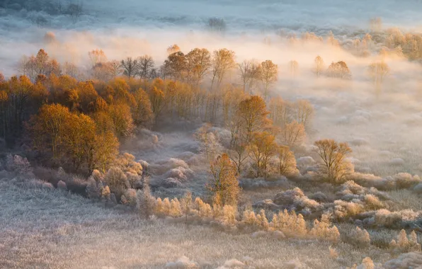 Свет, природа, туман, утро