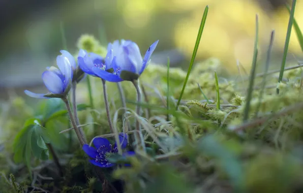 Лето, цветы, природа