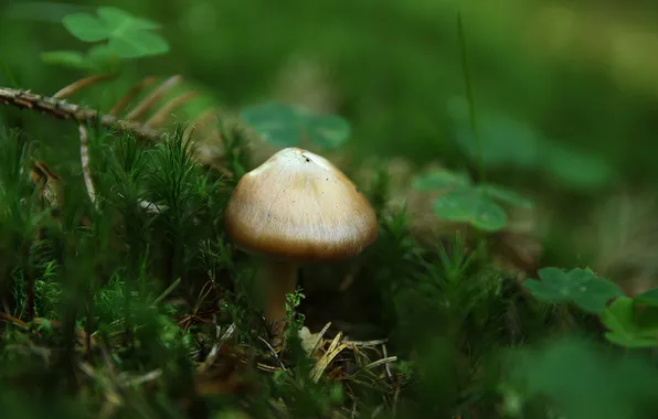 Лес, мох, клевер, грибочек, MagicMushroom, грибущий