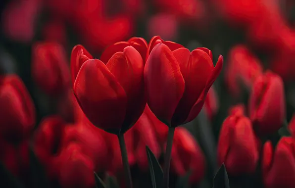 Red, flowers, tulips