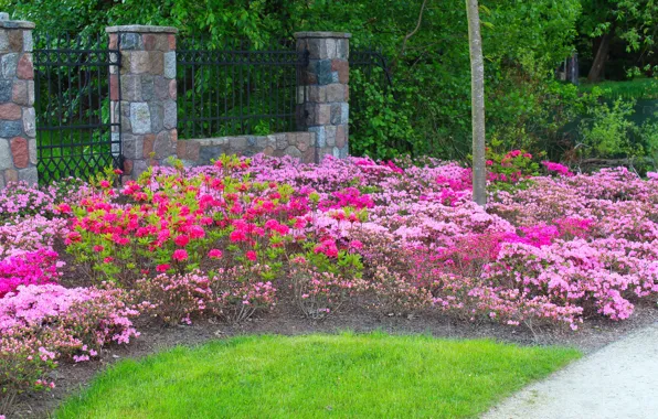 Flower, garden, blooming